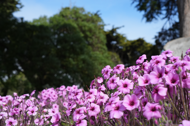Pink wildflowers blooming in abundant color against blue sky — We Are Imagination Revealed blog by Tonya Pettis
